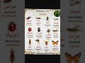 أسماء الحشرات باللغة الإنجليزية انجليزي English