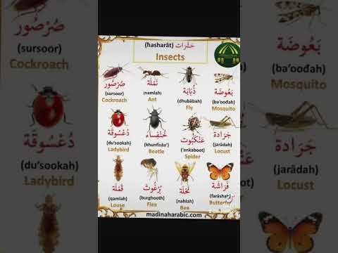 أسماء الحشرات باللغة الإنجليزية انجليزي 