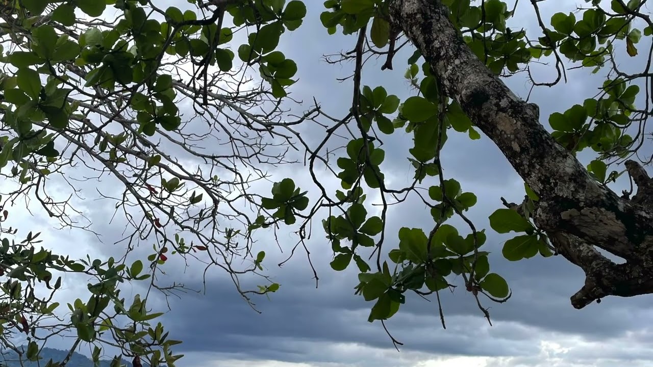 Morning Appreciation Song by Pili Bailey