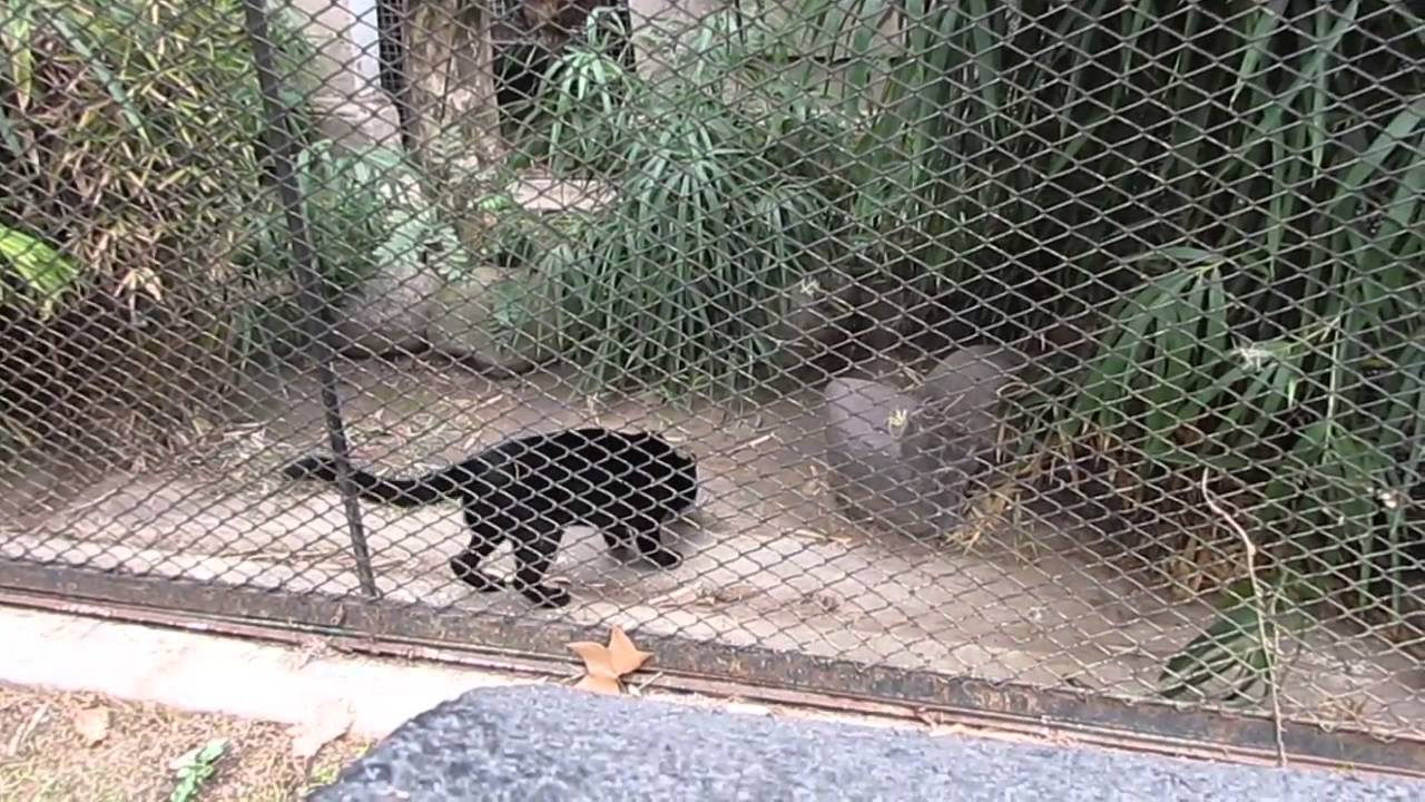 Gato Montés Negro (Leopardus geoffroyi) 2 - YouTube