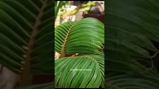 COCONUT BONSAI | bonsai kelapa