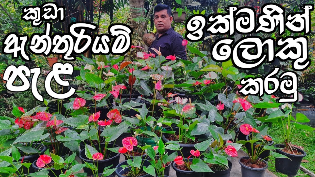 කුඩා ඇන්තූරියම් පැළ ඉක්මණින් ලොකු කරමු / ඇන්තූරියම් වගාව / anthurium sinhala / anturium wagawa