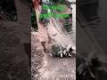 কি সুন্দর একটা দৃশ্য #viral video Assam