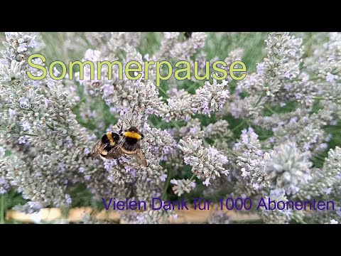 Hummelflug (Sommerpause)