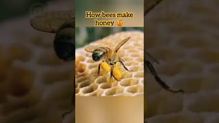 ALLAH miracle | how bees make honey #ALLAH #miracle #bees #honey #transformation  #shortvideo