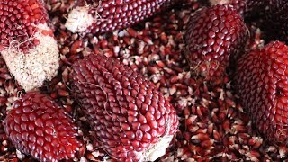 Strawberry Popcorn From Garden To Table