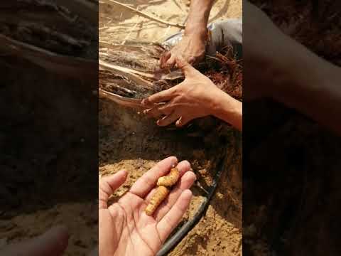 امير النخيل و الكشف عن سوسة النخيل الحمراء