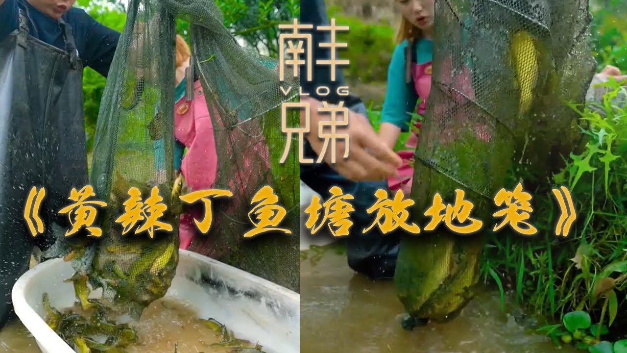 【南豐兄弟捕魚VLOG】花六百塊在黃辣丁魚塘裏放三個地籠，結果萬萬沒想到...