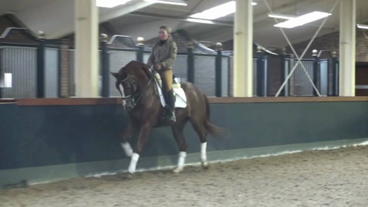 Sporthorse / Dressage horse for sale West YouTube