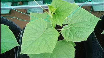 Cách tỉa cành cho cây dưa leo