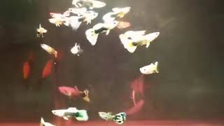 Download Lagu Dj Story wa Ikan hias MP3