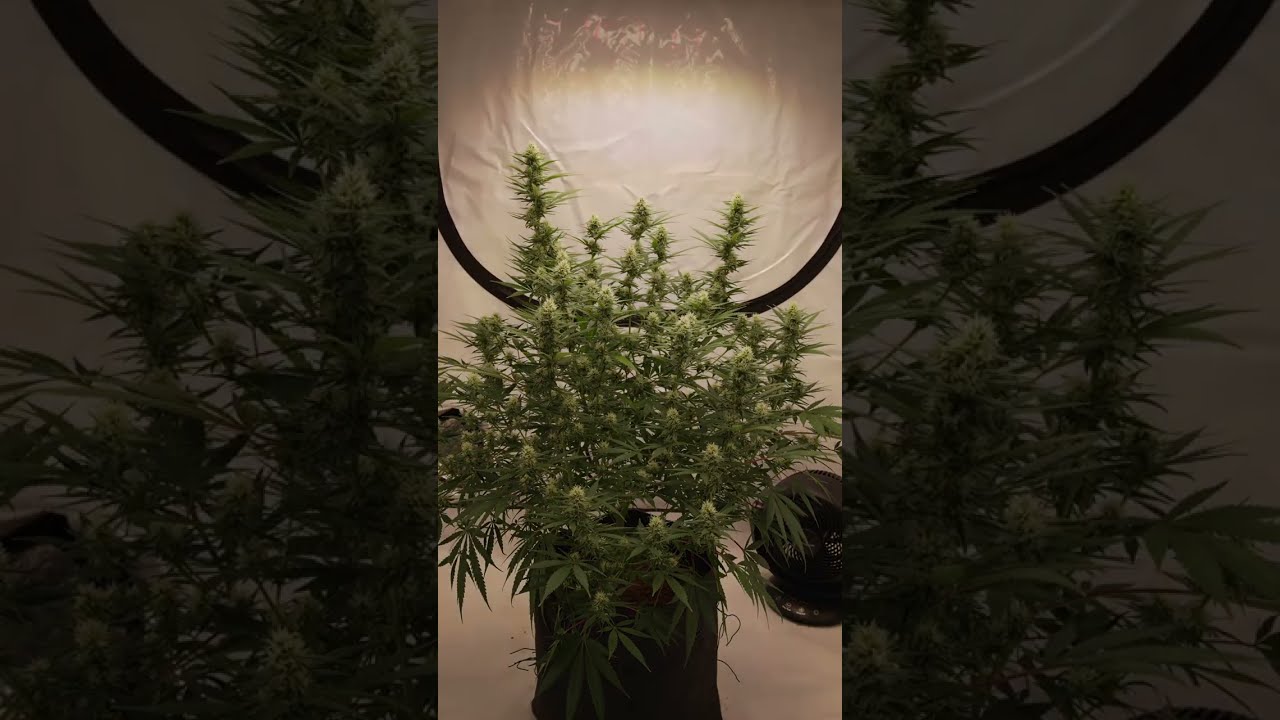 Timelapse - Banana Punch von Barneys Farm // 4 Monate in 7 Minuten