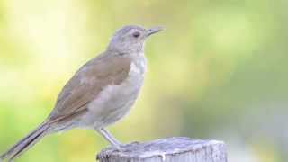Pale-breasted Thrush