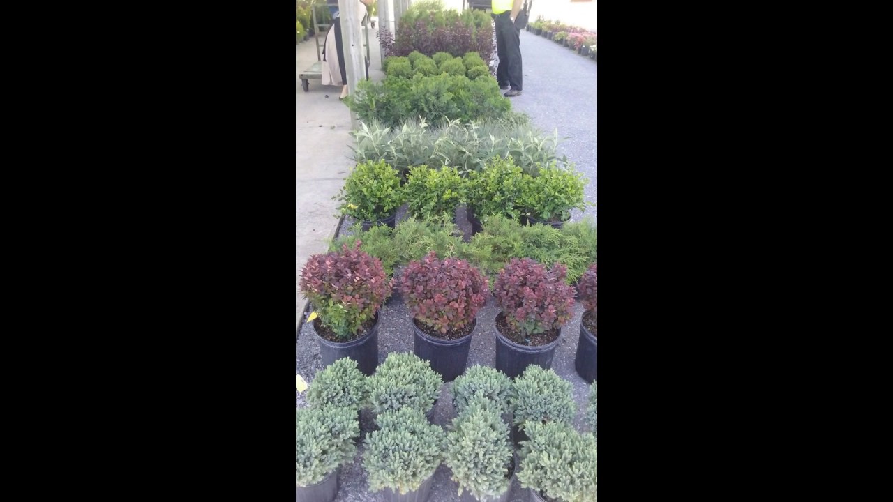 Lebanon Produce 2nd Spring Consignment Auction June 3, 2017 YouTube