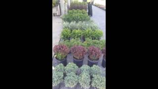Lebanon Produce 2nd Spring Consignment Auction -- June 3, 2017