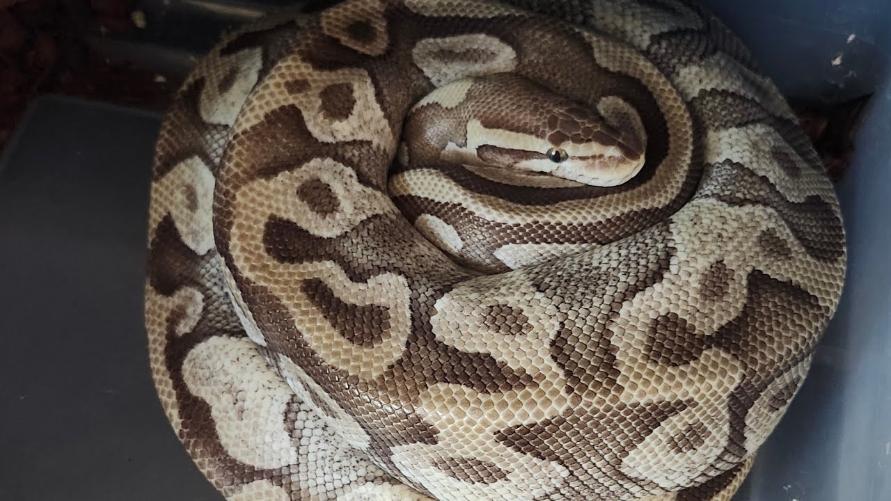 Pulling A Clutch of Ball Python Eggs! - YouTube