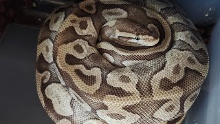 Pulling A Clutch of Ball Python Eggs! Net Worth