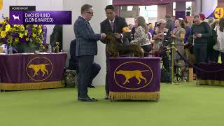Dachshunds (Longhaired) | Breed Judging 2025
