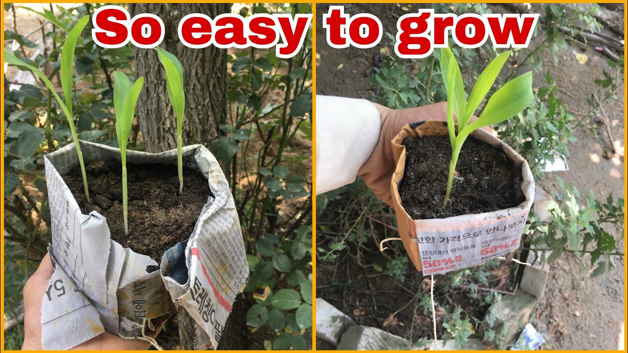 So easy to grow How to grow maize from seed at home 
