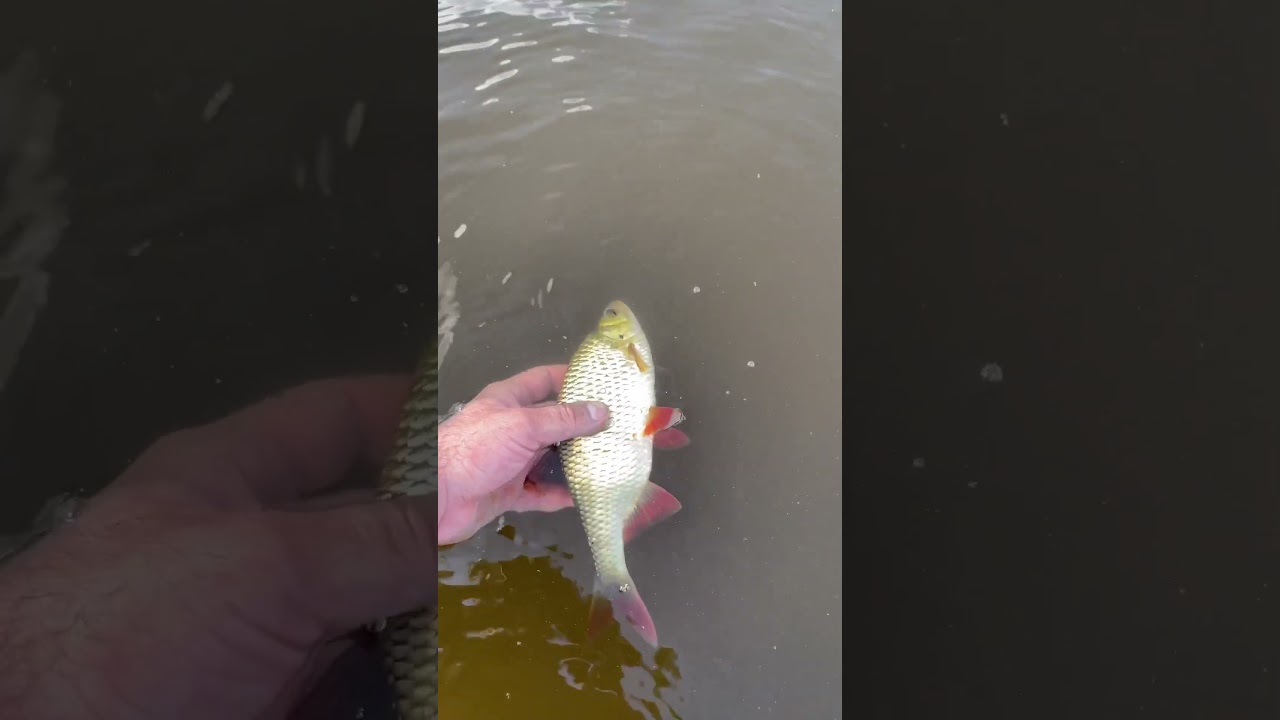 Поймал Краснопёрку руками !