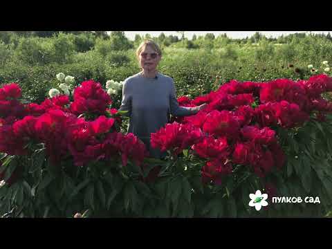 Red Red Rose Peony. Ред Ред Роуз Пион. Пулков Сад