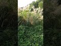 すすき🥳ー🥳 갈때 🥳ㅡ가을을🥳알리는🥳갈때입니다 곧겨울이 오겠죠~🥳