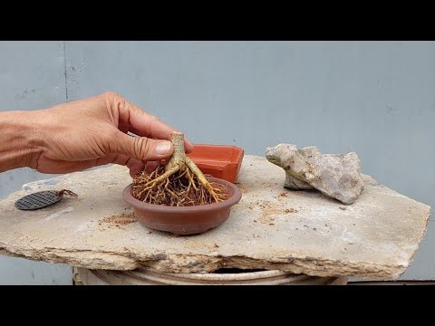 Video LÀM SAO TRỒNG CÂY CHẬU NHỎ VỪA ĐẸP KHÔNG SỢ CÂY CHẾT - youtube