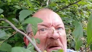 I Have to Shit in the Woods Real Bad!!! Comedy improv sketch