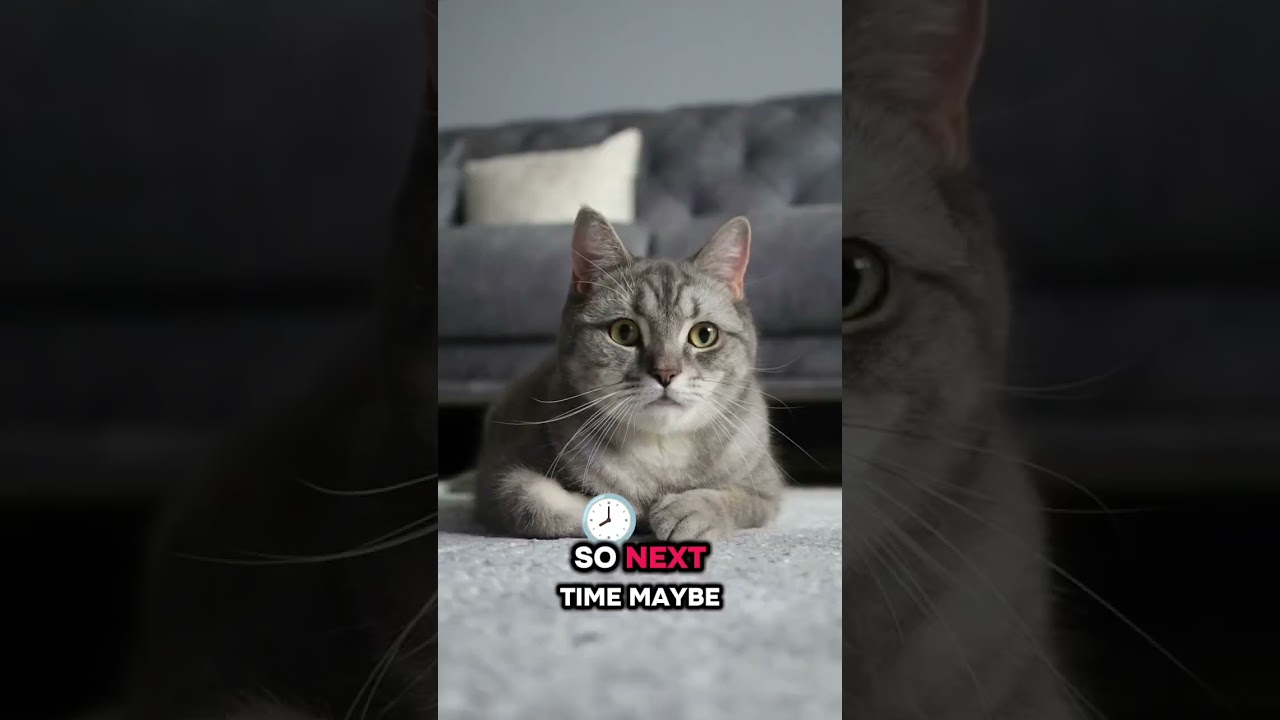 Why Cats Knock Things Over? 🐱 #cat #pets #shorts #shortvideo #shortsfeed #short #cats Follow formore