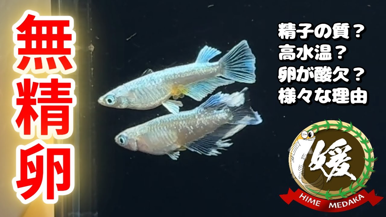 メダカの卵が白い？無精卵はなぜ起こる？精子の状態・高水温・鰭の伸び他【媛めだか】
