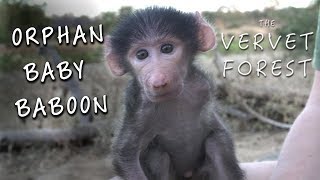 Hanging Out With A Baby Baboon - CARE - Vervet Forest