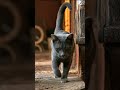 wow! cat dance || comedy shorts #bodo #bodocreation #love #newbodo
