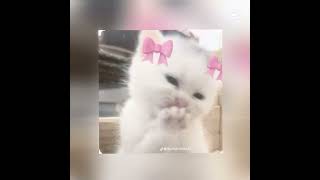 cats are so beautiful and sweet 🥺💖#like #edits #subscribe #fyp #keşfet #likes #editing #edit #fy