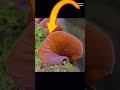 The Creepy Fungus That Looks Exactly Like Human Ears! 👂🍄