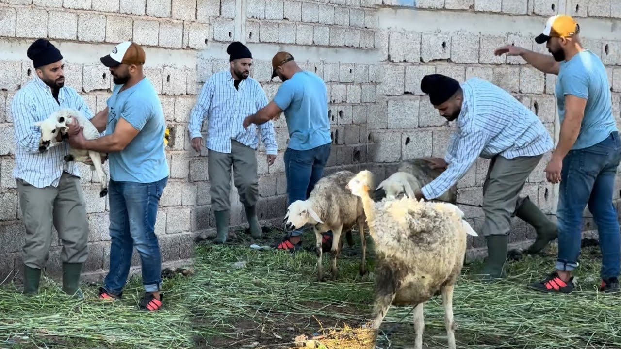 سرقت ليه حولي