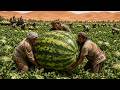 Impossible! They Grew Giant Watermelons In The Heart Of The Sahara Desert... The Results Are Insane!