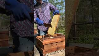 Natural Pure Raw Honey Extraction Process | Honey Farming Video