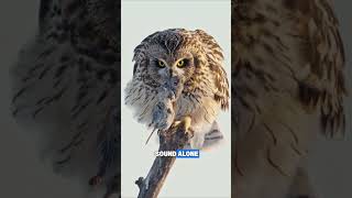 Owls Are WAY Stranger Than You Think 🦉 (Hidden Superpowers Explained)