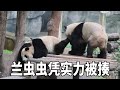 果然兰虫虫的打没有一顿是白挨的,真的是没有一点边界感,非要挤在人家姐妹中间听悄悄话!【你好大熊猫】