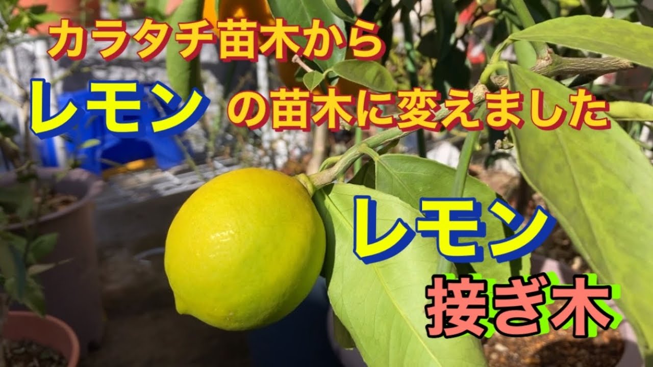 からたち苗木からレモン苗木に変えました レモン🍋の接ぎ木 - YouTube