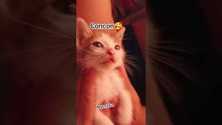 Concon🥰