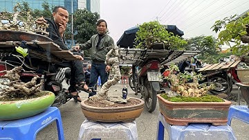 THUẬN CÓ CÂY ĐẸP, BÁN 30TR RỒI - LOẠI BỒ DUY NHẤT ANH EM CHƠI MÀ VỢ ỦNG HỘ