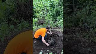 Planting Memories: Khalyla’s Pear Trees #birthdaygirl #homestead #peartrees #offgridliving