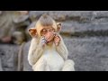 Позитивчик - забавная обезьянка (funny monkey)