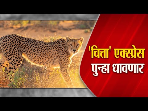 'चित्ता' एक्स्प्रेस पुन्हा धावणार | Cheetah | Madhya Pradesh | South Africa | Safari | Santosh Kale