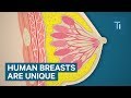 Why Are Human Breasts So Big?