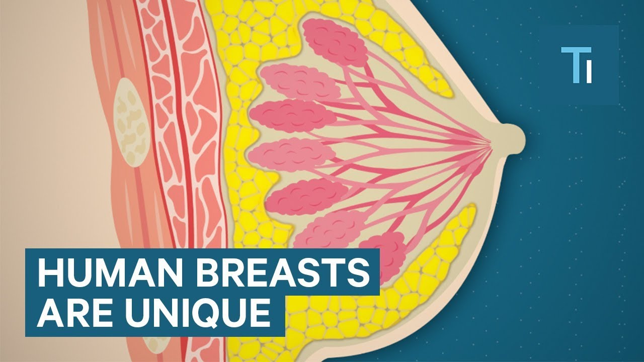 The Science of Why Humans Have Breasts and Why They Are so Big