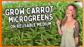 How to Grow Carrot Microgreens on Silicone Reusable Medium (Step by Step Guide)
