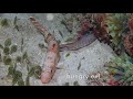 Hungry eel goatfish sleeping murene et rouget