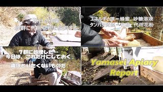 代用花粉の給餌